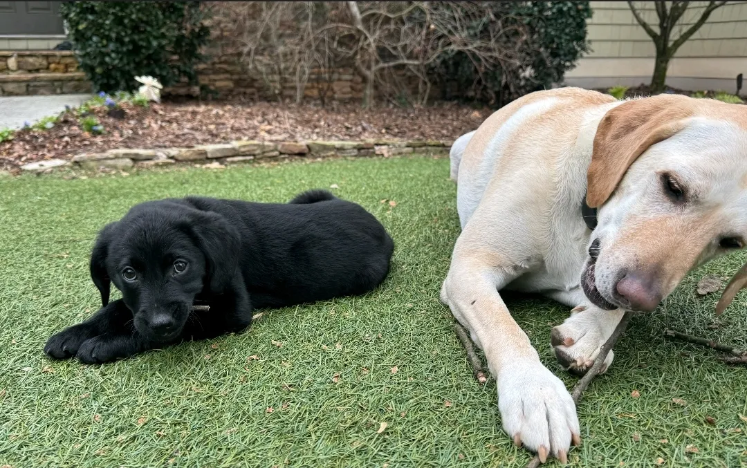 Lauren's dogs, Bobbi and Layla, are both adopted rescues